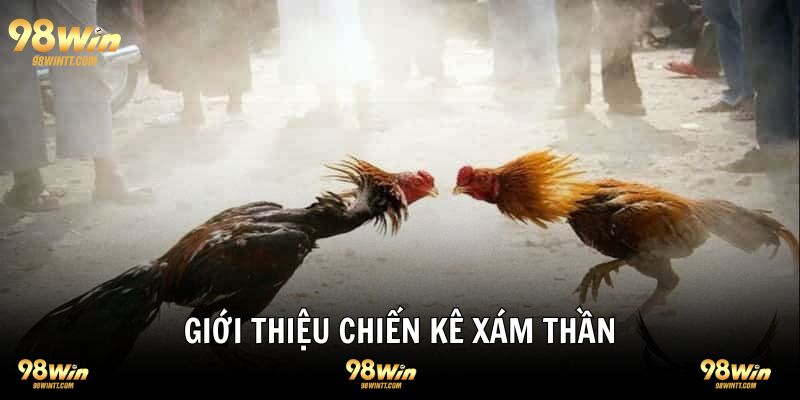 Giới thiệu chiến kê xám thần tổng quan