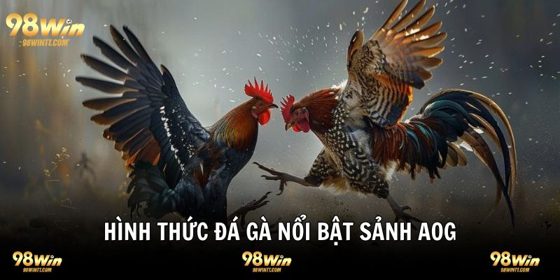 Các hình thức chọi kê siêu thú vị tại sảnh AOG